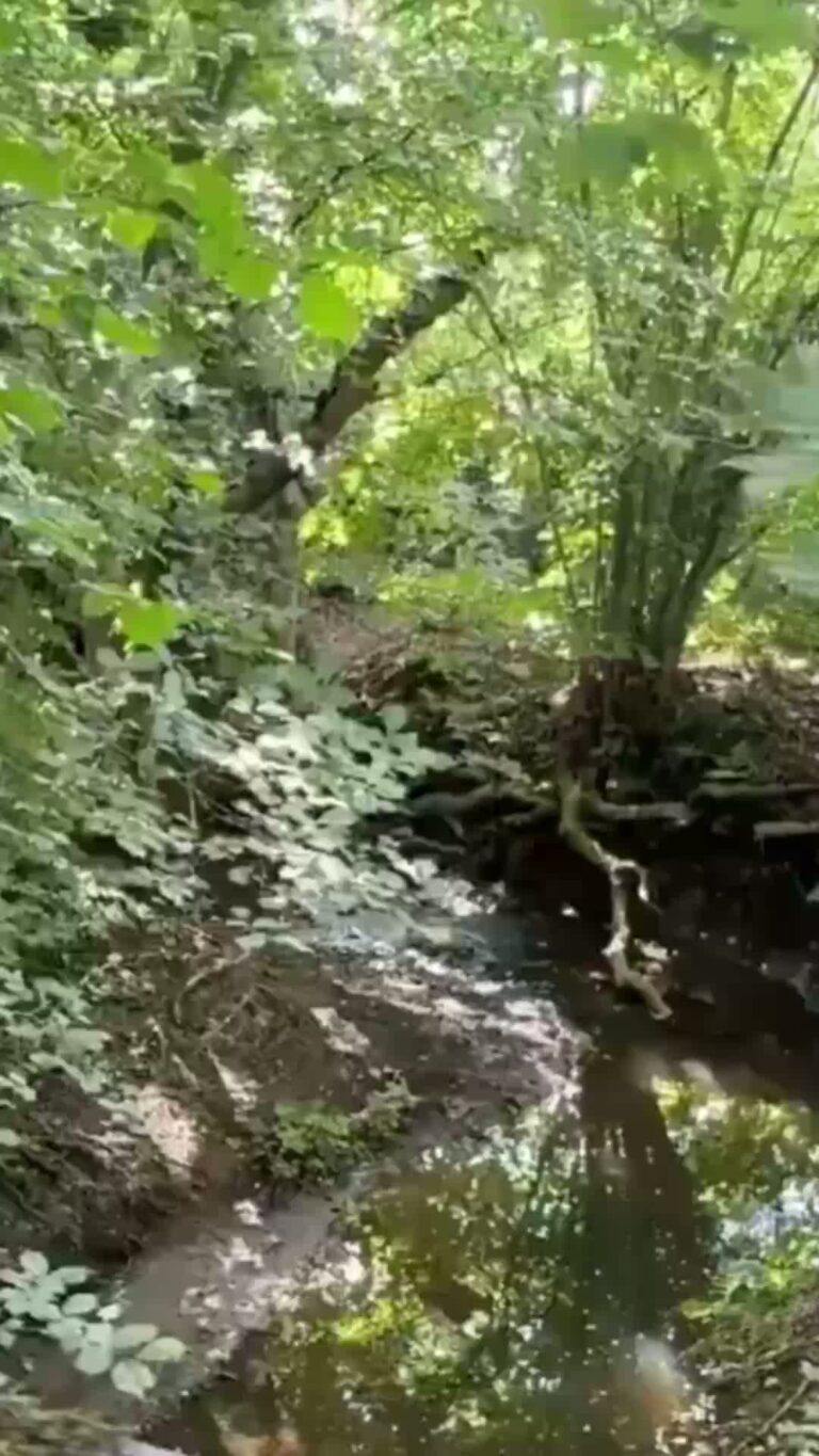 River and trees
